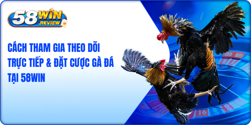 Cách tham gia theo dõi trực tiếp & đặt cược gà đá tại 58win