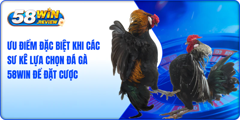 Ưu điểm đặc biệt khi các sư kê lựa chọn đá gà 58win để đặt cược